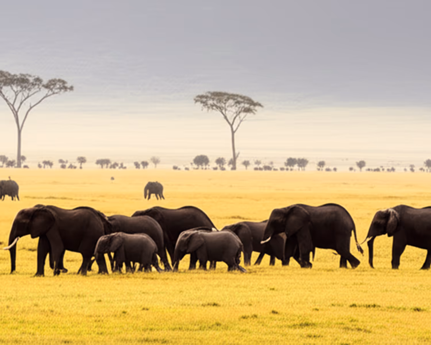 Wilderness Safari